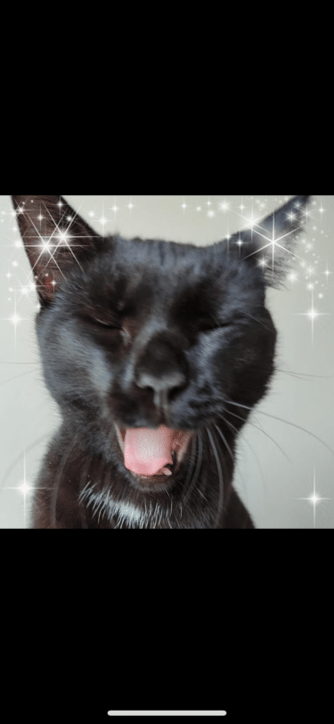 A pprofile picture featuring a black cat pulling a funny face